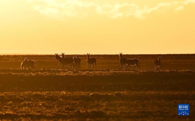 
湖南中医附一医院黄牛代挂号电话票贩子号贩子网上预约挂号,住院检查加快,新华全媒+｜新疆：“三山两盆”孕育湿地之美