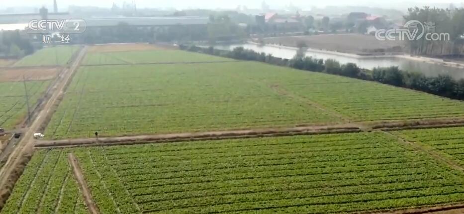 
浙江口腔医院黄牛代挂号电话票贩子号贩子网上预约挂号,住院检查加快,湖南常德推广“稻菜”轮作 人田两不闲