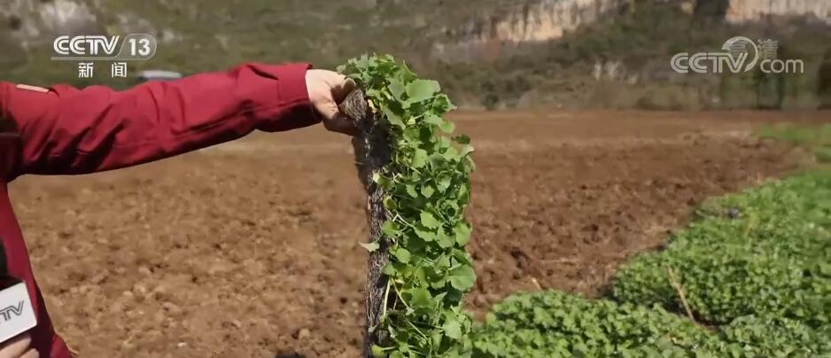 
上海华山医院黄牛代挂号电话票贩子号贩子网上预约挂号,住院检查加快,提高机械化栽种率 助力油菜种植高效完成