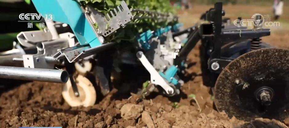 
上海华山医院黄牛代挂号电话票贩子号贩子网上预约挂号,住院检查加快,提高机械化栽种率 助力油菜种植高效完成