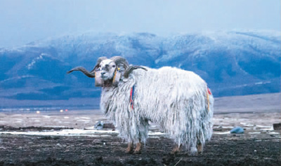 
成都华西医院黄牛代挂号电话票贩子号贩子网上预约挂号,住院检查加快,在嘉塘草原观察动物
