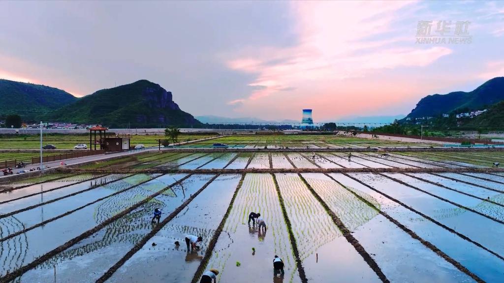 
北京朝阳医院黄牛代挂号电话票贩子号贩子网上预约挂号,住院检查加快,两分钟带你看助农增收稻田画