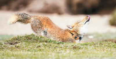 
成都华西医院黄牛代挂号电话票贩子号贩子网上预约挂号,住院检查加快,在嘉塘草原观察动物