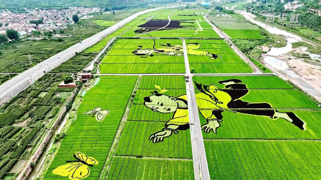 
北京朝阳医院黄牛代挂号电话票贩子号贩子网上预约挂号,住院检查加快,两分钟带你看助农增收稻田画