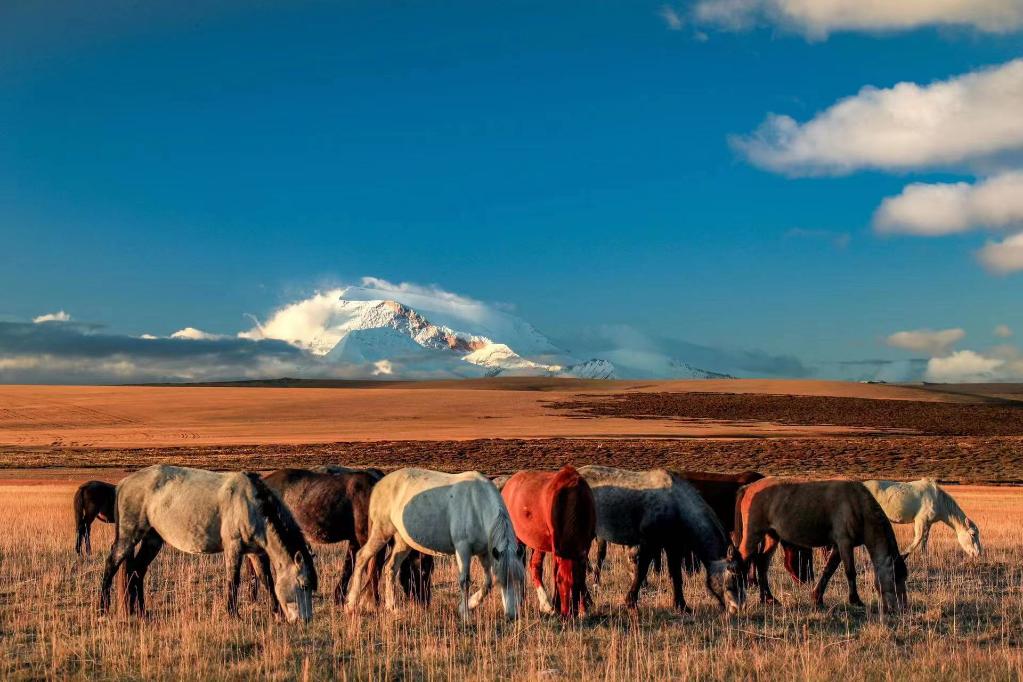 
北医六院黄牛代挂号电话票贩子号贩子网上预约挂号,住院检查加快,在水一方 大美湿地