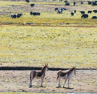 
成都华西医院黄牛代挂号电话票贩子号贩子网上预约挂号,住院检查加快,在嘉塘草原观察动物