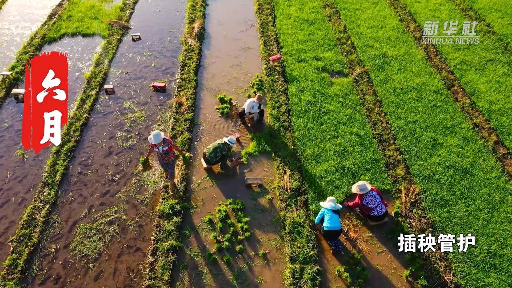 
北京朝阳医院黄牛代挂号电话票贩子号贩子网上预约挂号,住院检查加快,两分钟带你看助农增收稻田画