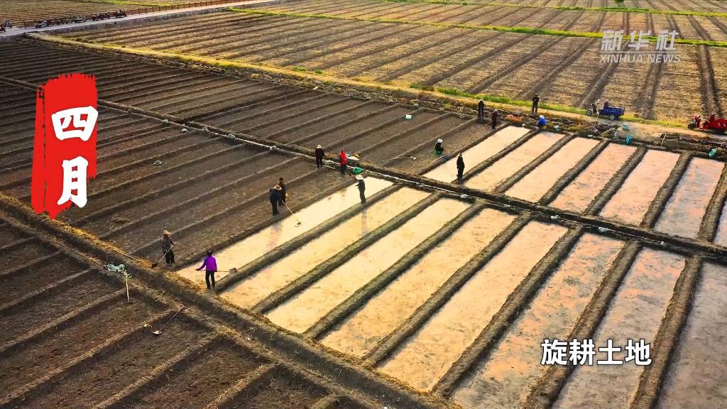 
北京朝阳医院黄牛代挂号电话票贩子号贩子网上预约挂号,住院检查加快,两分钟带你看助农增收稻田画