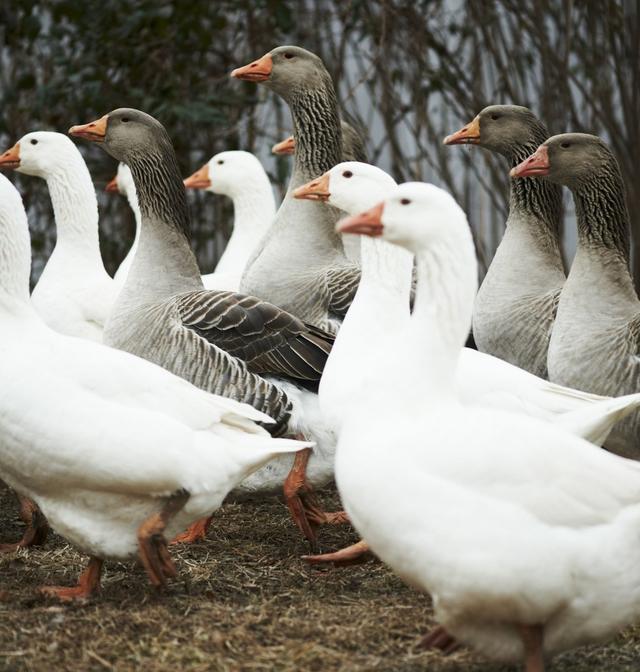 
南京市口腔医院黄牛代挂号电话票贩子号贩子网上预约挂号,住院检查加快,英媒：鹅“身价暴涨”，德国人过节吃不起，餐馆经营难以为继