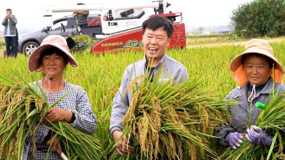 北京协和医院黄牛代挂号电话票贩子号贩子网上预约挂号,住院检查加快,“农民院士”朱有勇:向旱作水稻要口粮