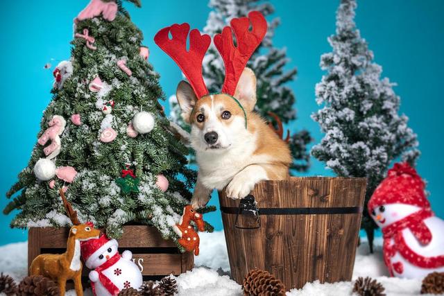 
北京儿童医院黄牛代挂号电话票贩子号贩子网上预约挂号,住院检查加快,六成英国人认为今年圣诞季开支少于去年，今年圣诞得“穷”着过！