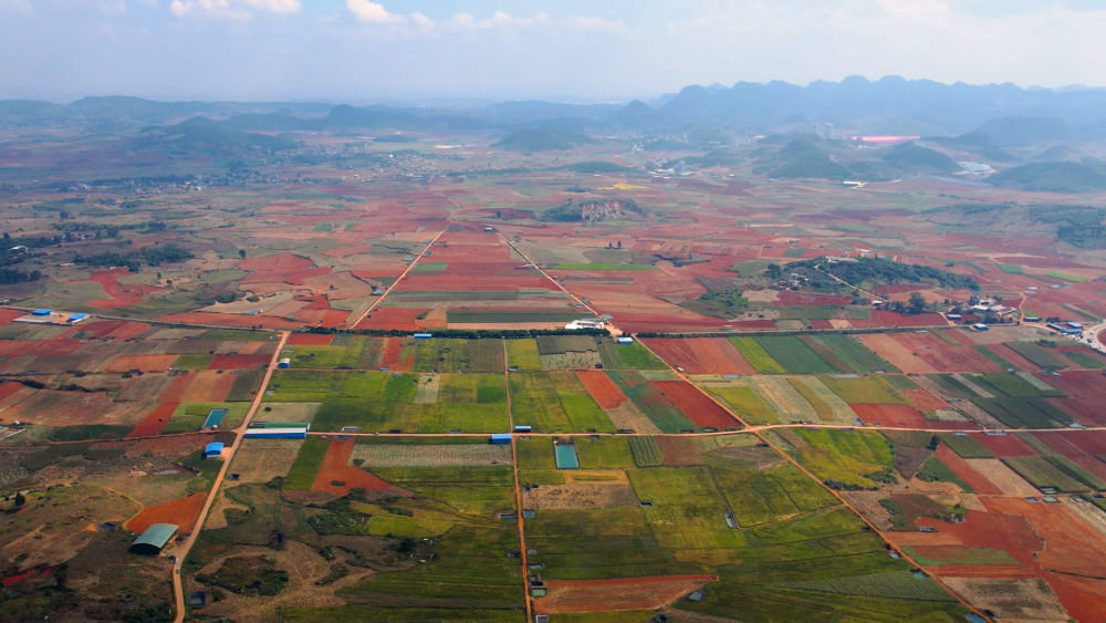
北京协和医院黄牛代挂号电话票贩子号贩子网上预约挂号,住院检查加快,“农民院士”朱有勇：向旱作水稻要口粮