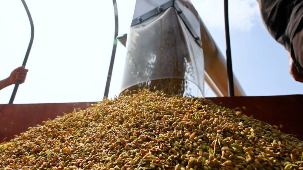 
北京协和医院黄牛代挂号电话票贩子号贩子网上预约挂号,住院检查加快,“农民院士”朱有勇：向旱作水稻要口粮