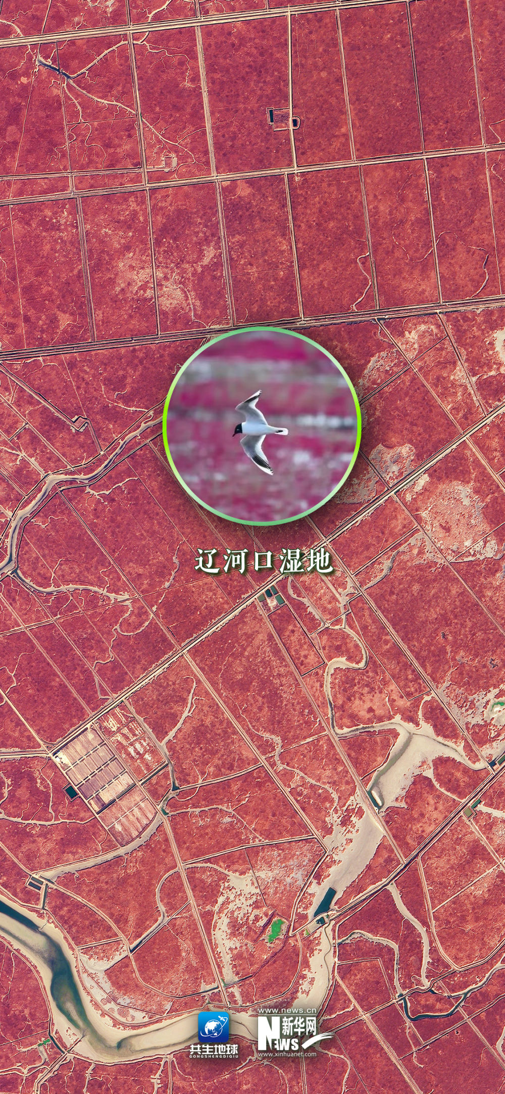 
成都华西医院黄牛代挂号电话票贩子号贩子网上预约挂号,住院检查加快,卫星“瞰”湿地，颜值与实力并存