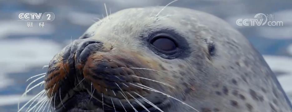 
上海第十人民医院黄牛代挂号电话票贩子号贩子网上预约挂号,住院检查加快,辽东湾斑海豹陆续“洄”家