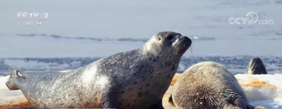 
上海第十人民医院黄牛代挂号电话票贩子号贩子网上预约挂号,住院检查加快,辽东湾斑海豹陆续“洄”家