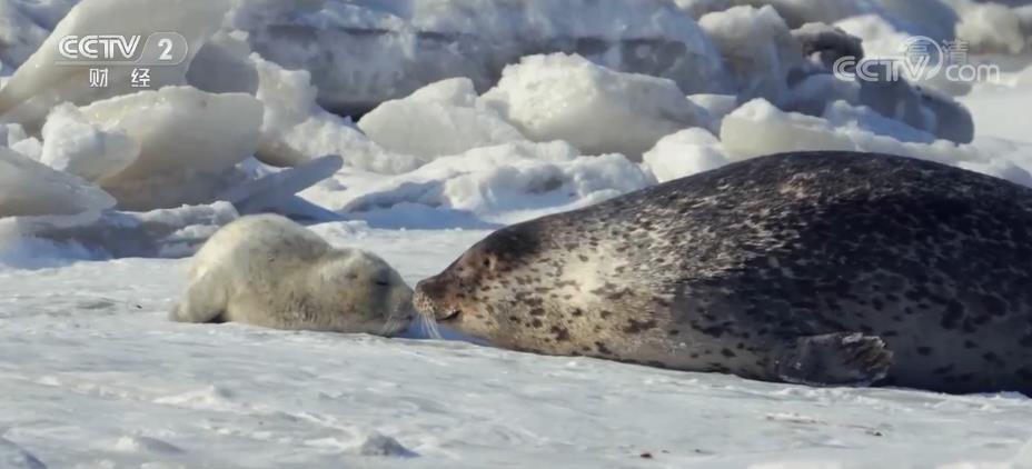 
上海第十人民医院黄牛代挂号电话票贩子号贩子网上预约挂号,住院检查加快,辽东湾斑海豹陆续“洄”家