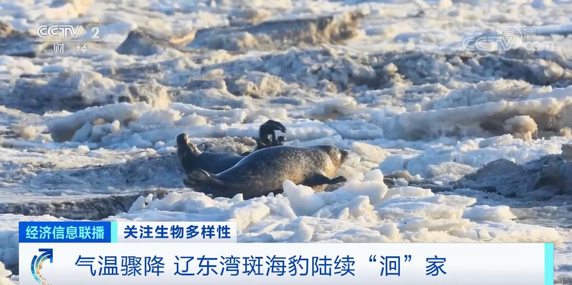 
天津各大医院黄牛代挂号电话票贩子号贩子网上预约挂号,住院检查加快,气温骤降 辽东湾斑海豹陆续“洄”家