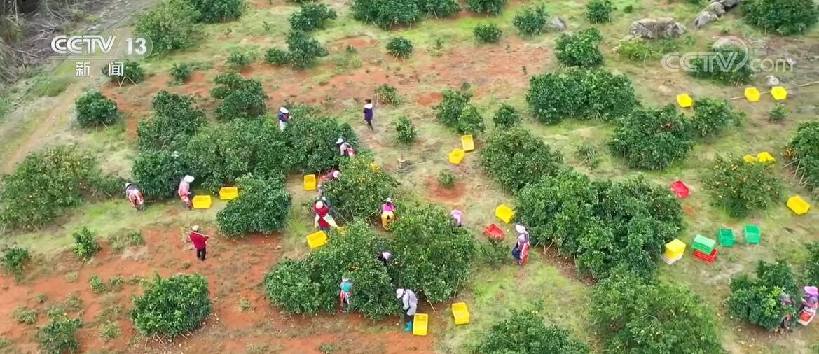 
上海华山医院黄牛代挂号电话票贩子号贩子网上预约挂号,住院检查加快,广西富川27.2万亩脐橙丰收 橙果香满园