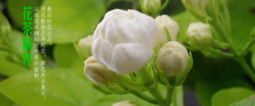 
北京301医院黄牛代挂号电话票贩子号贩子网上预约挂号,住院检查加快,畅谈｜这就是中国茶