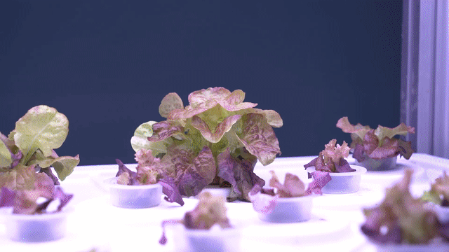 
上海瑞金医院黄牛代挂号电话票贩子号贩子网上预约挂号,住院检查加快,全球连线|供应世界杯！中国技术让卡塔尔沙漠“长”出高品相蔬菜