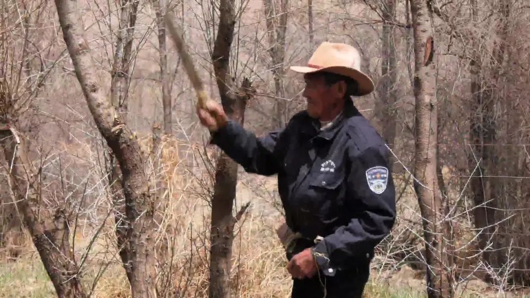 
首都医科大学附属北京朝阳医院黄牛代挂号电话票贩子号贩子网上预约挂号,住院检查加快,“沙棘奶奶”桑旦和众人栽下的深山树林！