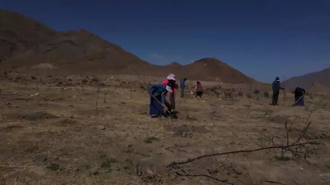 
首都医科大学附属北京朝阳医院黄牛代挂号电话票贩子号贩子网上预约挂号,住院检查加快,“沙棘奶奶”桑旦和众人栽下的深山树林！