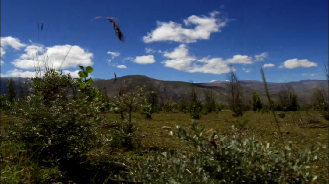 
首都医科大学附属北京朝阳医院黄牛代挂号电话票贩子号贩子网上预约挂号,住院检查加快,“沙棘奶奶”桑旦和众人栽下的深山树林！