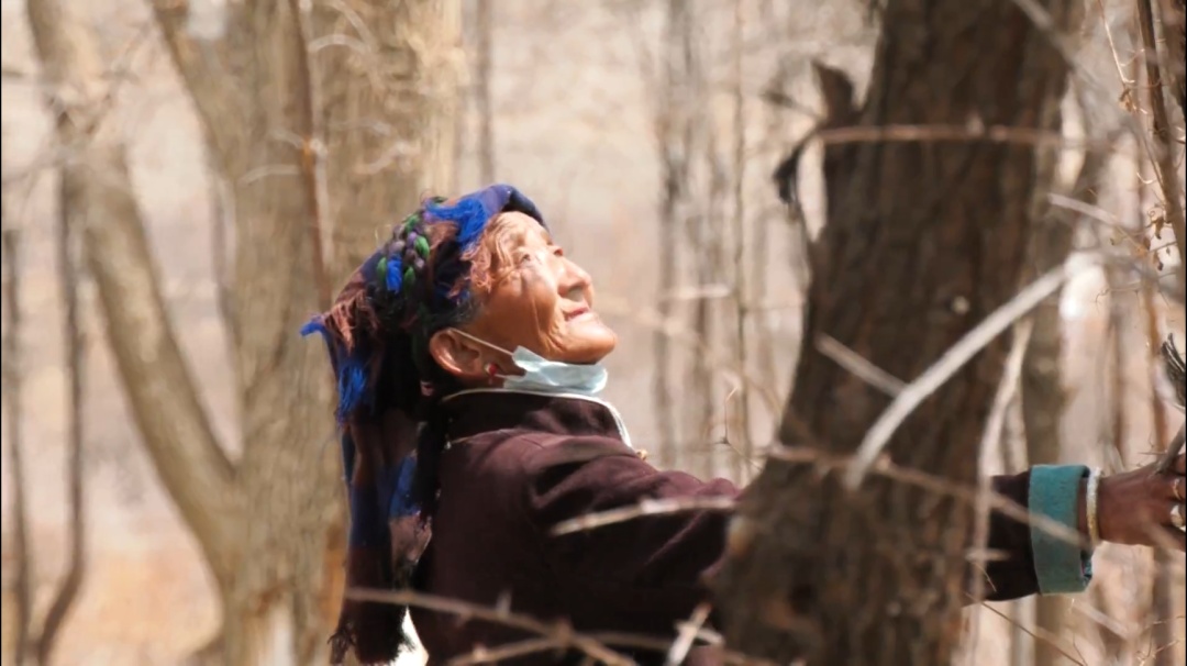 
首都医科大学附属北京朝阳医院黄牛代挂号电话票贩子号贩子网上预约挂号,住院检查加快,“沙棘奶奶”桑旦和众人栽下的深山树林！