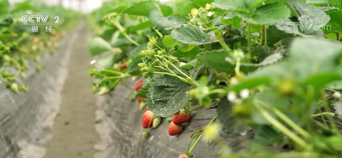 
首都医科大学附宣武医院黄牛代挂号电话票贩子号贩子网上预约挂号,住院检查加快,浙江绍兴：冬日草莓红 尝鲜采摘乐