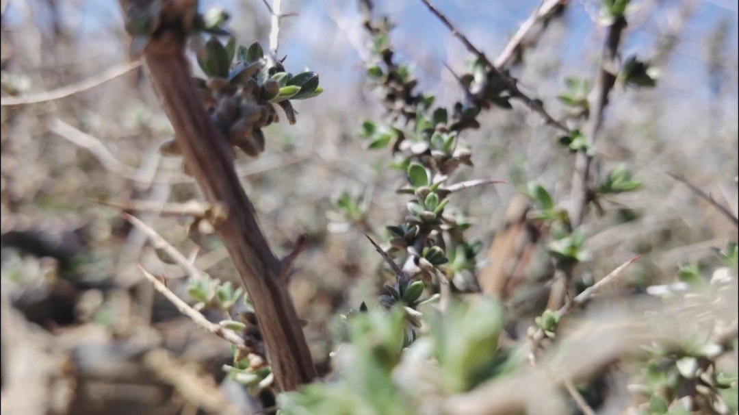 
首都医科大学附属北京朝阳医院黄牛代挂号电话票贩子号贩子网上预约挂号,住院检查加快,“沙棘奶奶”桑旦和众人栽下的深山树林！