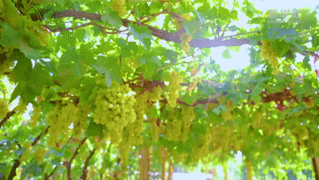 上海各大医院黄牛代挂号电话票贩子号贩子网上预约挂号,住院检查加快,微视频|走好高质量发展之路