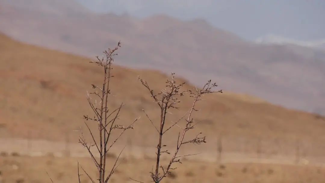 
首都医科大学附属北京朝阳医院黄牛代挂号电话票贩子号贩子网上预约挂号,住院检查加快,“沙棘奶奶”桑旦和众人栽下的深山树林！