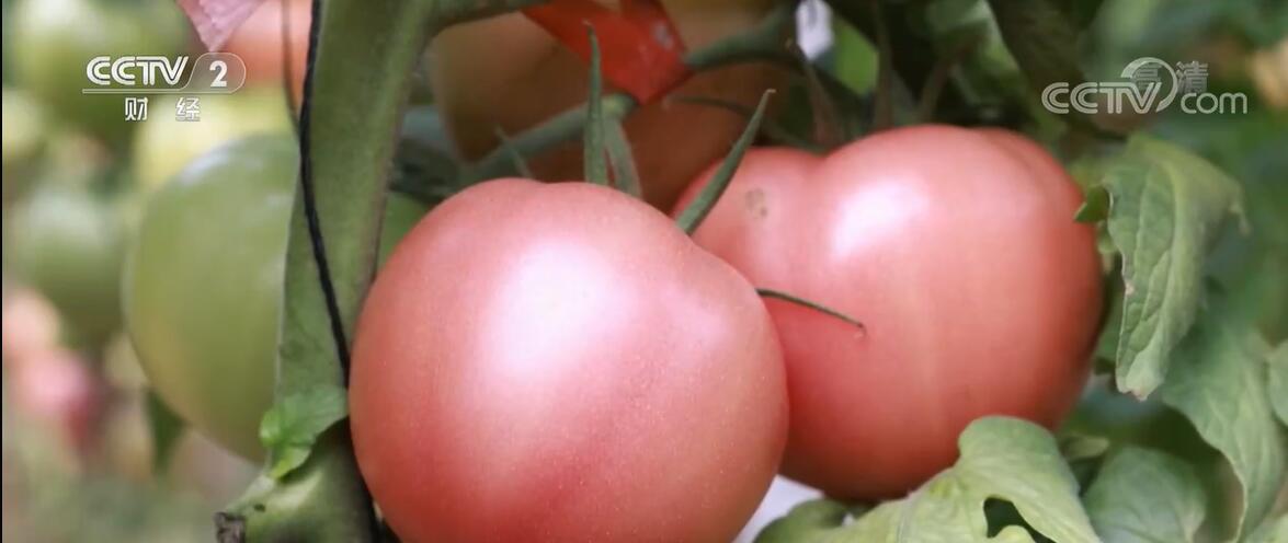 
北京广安门中医院黄牛代挂号电话票贩子号贩子网上预约挂号,住院检查加快,大棚西红柿新鲜上市 种植户增产增收