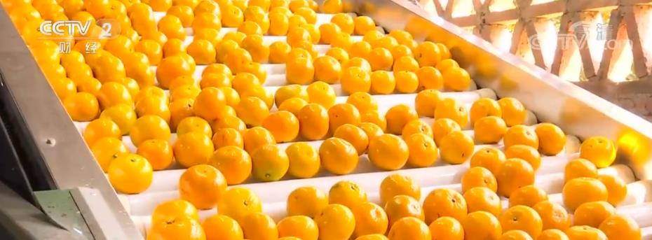 
上海眼耳鼻喉科医院黄牛代挂号电话票贩子号贩子网上预约挂号,住院检查加快,防城港沃柑首次出口新加坡 扩大农产品国际市场