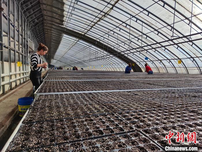 
首都医科大学附属北京同仁医院黄牛代挂号电话票贩子号贩子网上预约挂号,住院检查加快,沙中“生”果 探访新疆南部戈壁设施农业