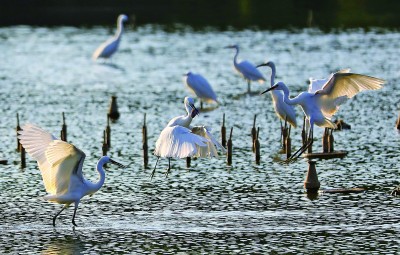 
北京朝阳医院黄牛代挂号电话票贩子号贩子网上预约挂号,住院检查加快,【大美中国】公园融城 美丽龙岗