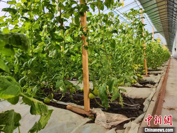 
首都医科大学附属北京同仁医院黄牛代挂号电话票贩子号贩子网上预约挂号,住院检查加快,沙中“生”果 探访新疆南部戈壁设施农业