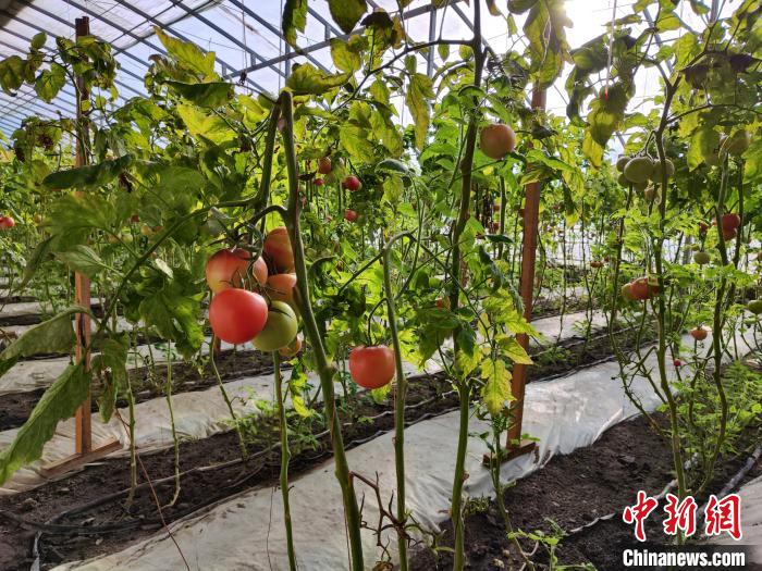 
首都医科大学附属北京同仁医院黄牛代挂号电话票贩子号贩子网上预约挂号,住院检查加快,沙中“生”果 探访新疆南部戈壁设施农业