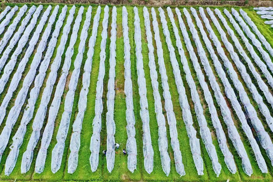 
南京军区总医院黄牛代挂号电话票贩子号贩子网上预约挂号,住院检查加快,为什么说“冬至大如年”？