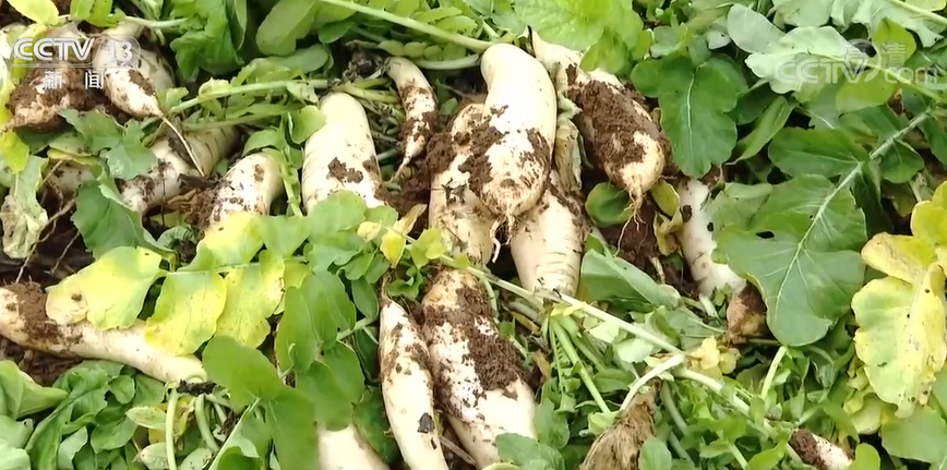 北京协和医院黄牛代挂号电话票贩子号贩子网上预约挂号,住院检查加快,湖南多地冬季蔬菜迎丰收 田间一片繁忙景象