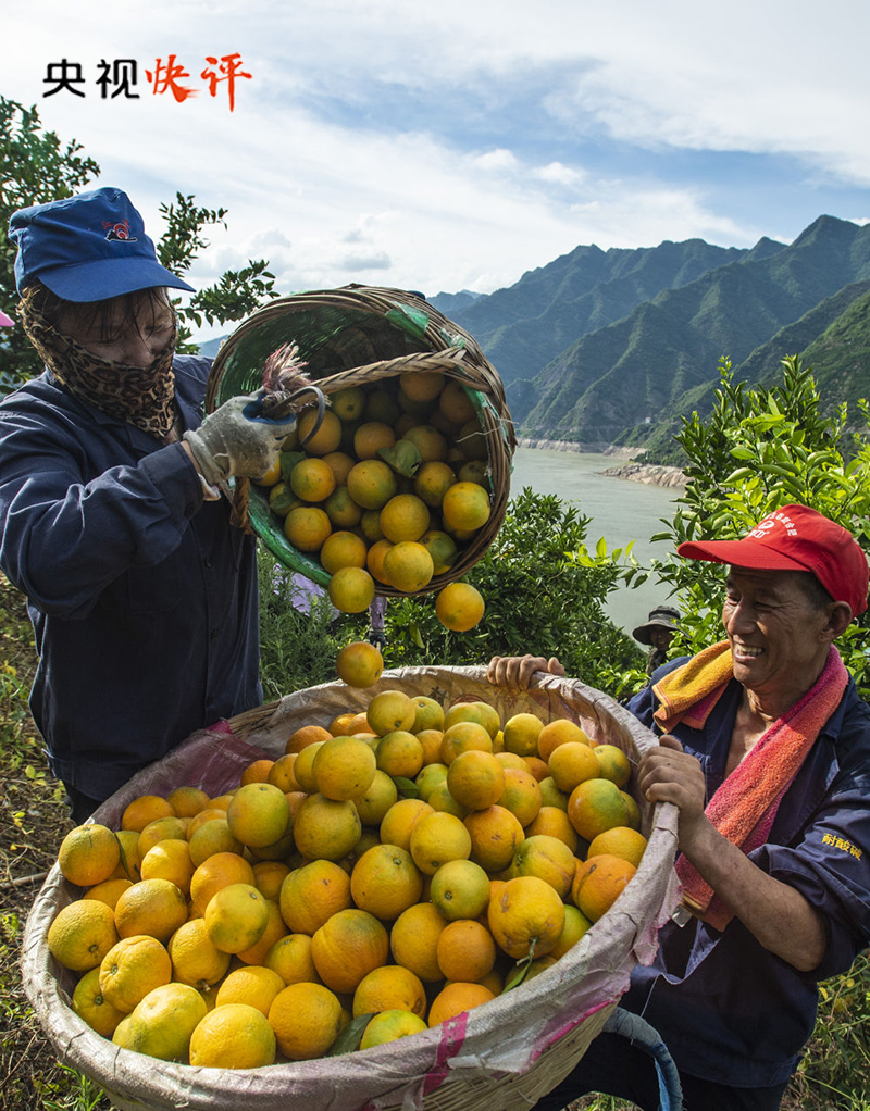 
浙江大学妇产科医院黄牛代挂号电话票贩子号贩子网上预约挂号,住院检查加快,【央视快评】全面推进乡村振兴 加快建设农业强国