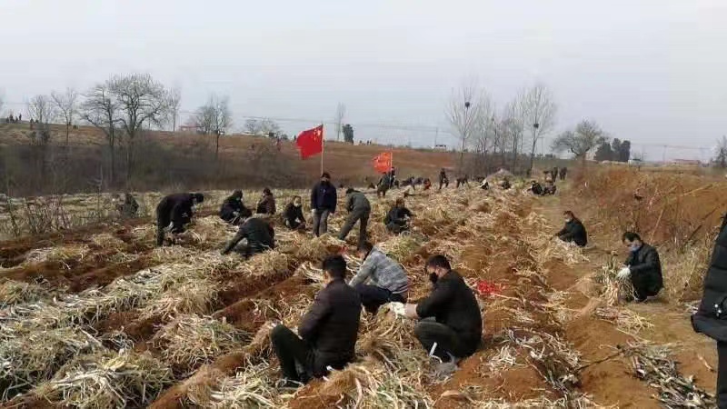 
天津各大医院黄牛代挂号电话票贩子号贩子网上预约挂号,住院检查加快,河南“大葱哥”50万斤大葱滞销，湖北：“鄂”来接货了！