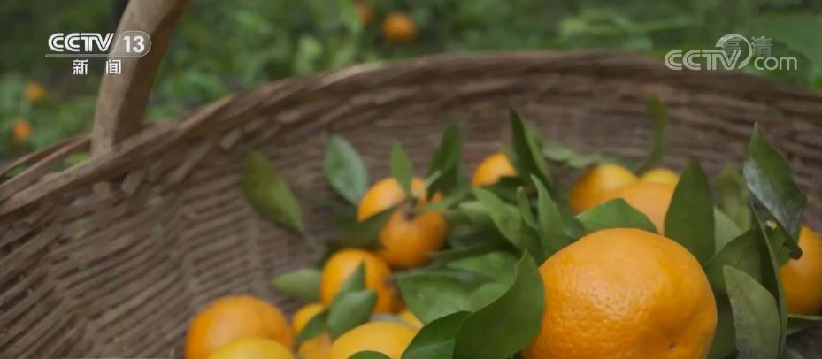 
上海第九人民医院黄牛代挂号电话票贩子号贩子网上预约挂号,住院检查加快,生态优质农产品搭上“品牌+互联网”销售“快车”