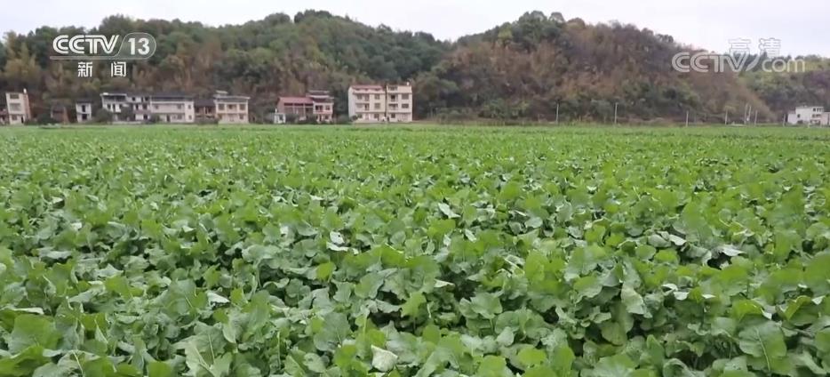 
二龙路肛肠医院黄牛代挂号电话票贩子号贩子网上预约挂号,住院检查加快,各地多措并举 确保油料作物安全“过冬”