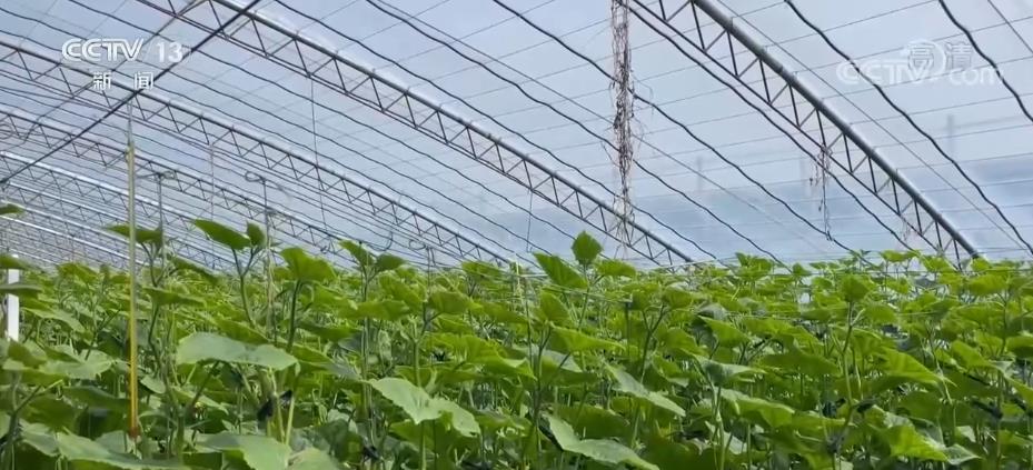 
天津眼科医院黄牛代挂号电话票贩子号贩子网上预约挂号,住院检查加快,设施农业让“冬闲”成为“丰收季”