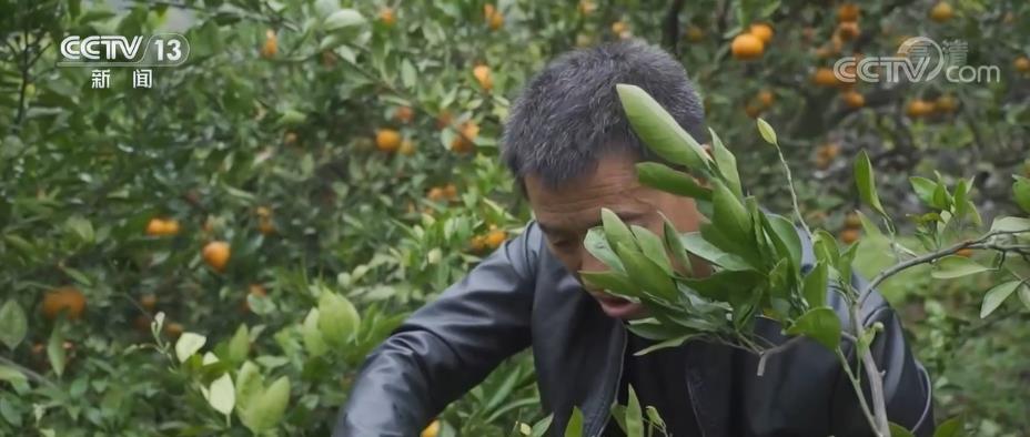 
上海第九人民医院黄牛代挂号电话票贩子号贩子网上预约挂号,住院检查加快,生态优质农产品搭上“品牌+互联网”销售“快车”