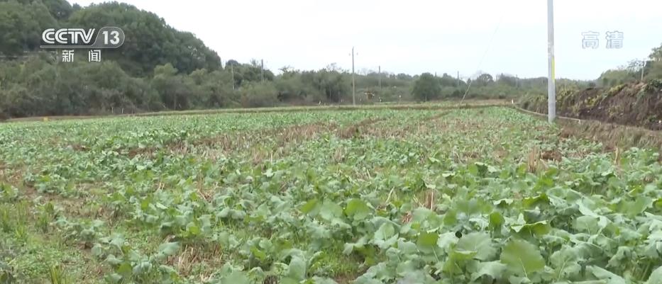 
二龙路肛肠医院黄牛代挂号电话票贩子号贩子网上预约挂号,住院检查加快,各地多措并举 确保油料作物安全“过冬”