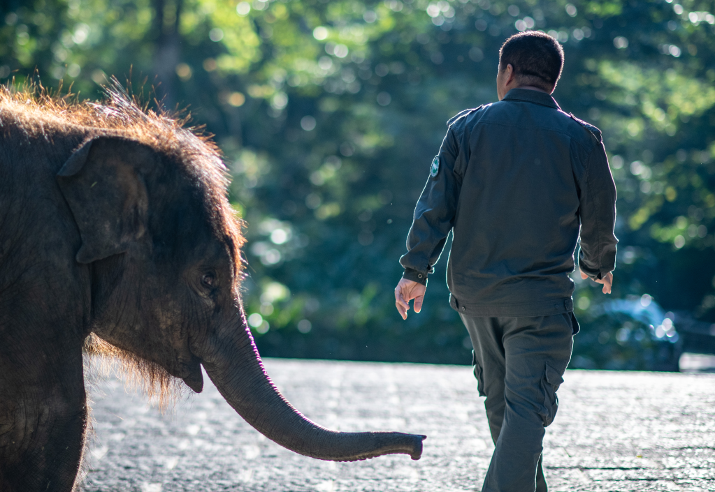 
空军特色医学中心黄牛代挂号电话票贩子号贩子网上预约挂号,住院检查加快,探访西双版纳野象谷