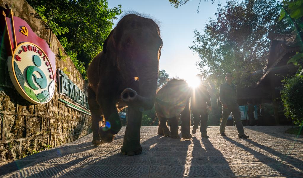 
空军特色医学中心黄牛代挂号电话票贩子号贩子网上预约挂号,住院检查加快,探访西双版纳野象谷